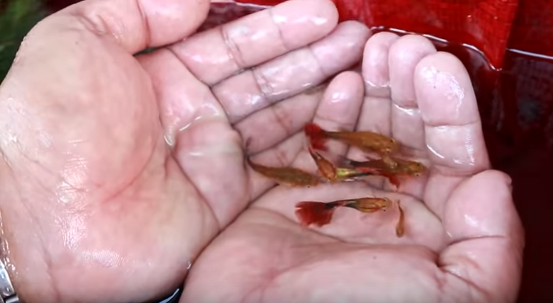 Aquarium Care for Freshwater Guppy