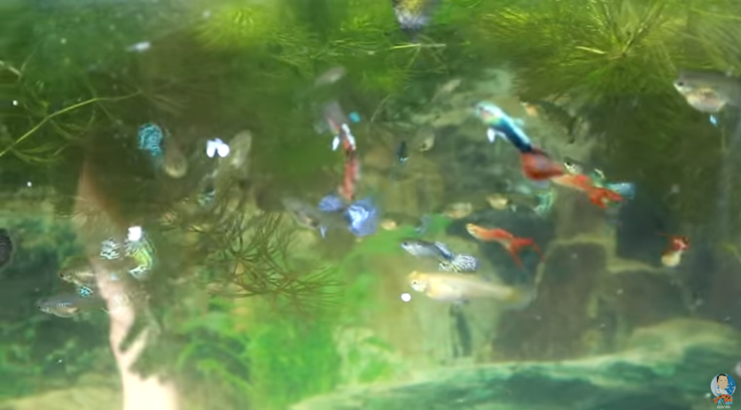 Aquarium Care for Freshwater Guppy