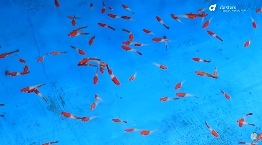 Breeding Livebearers – Guppies and Swordtails