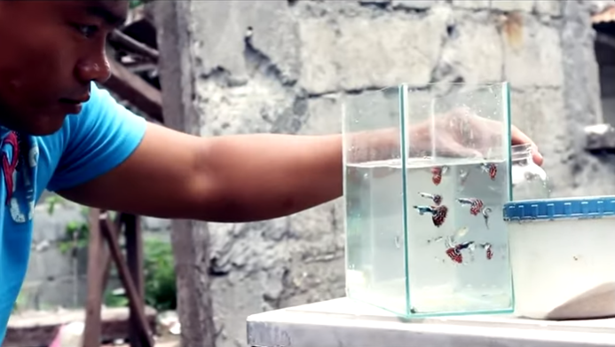 The Hidden Beauty of Fish Keeping