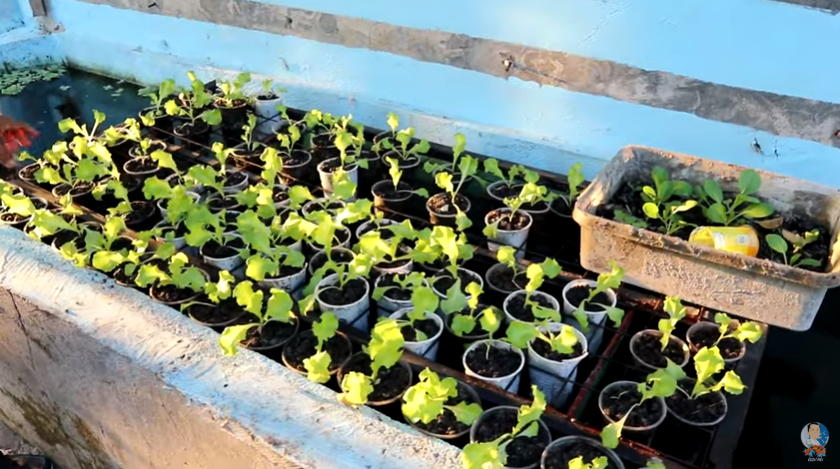 The Hidden Beauty of Fish Keeping