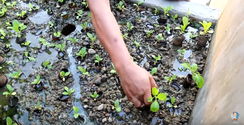 The Hidden Beauty of Fish Keeping