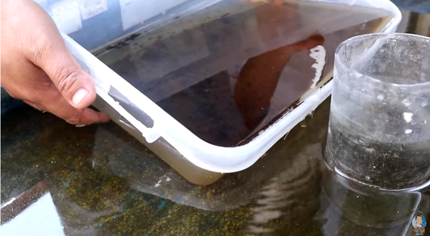 Betta Fish Breeding and How to Transfer Baby Betta Properly