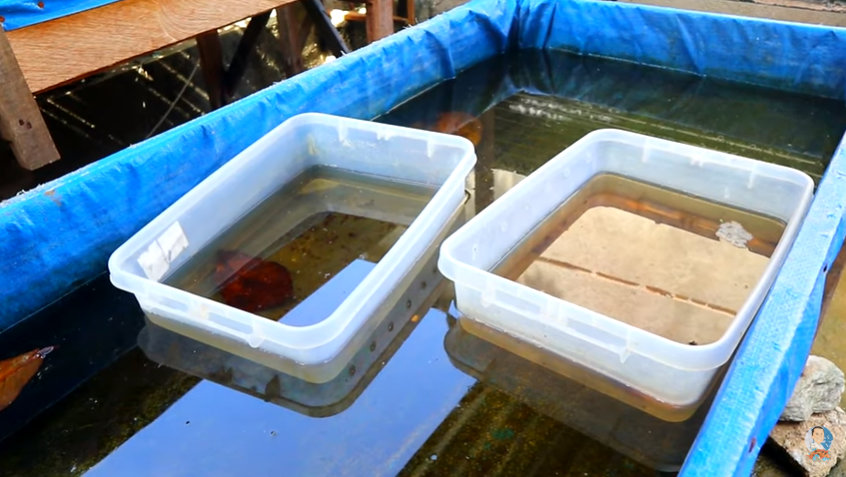 Betta Fish Breeding and How to Transfer Baby Betta Properly