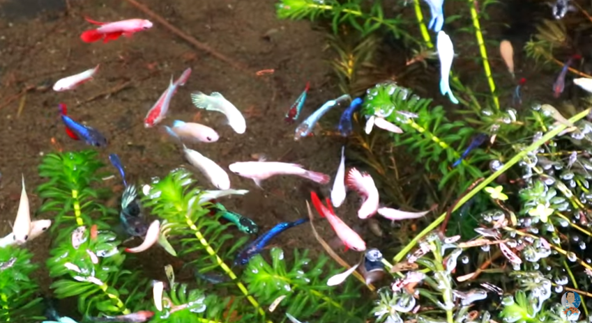 Betta Fish Breeding and How to Transfer Baby Betta Properly