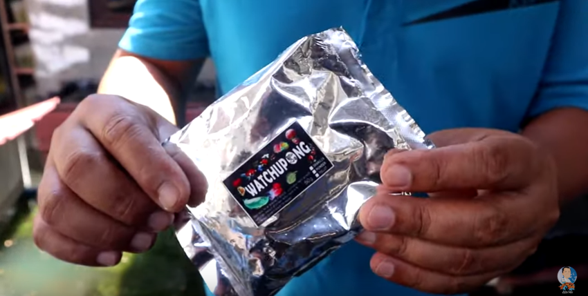 Betta Fish Breeding and How to Transfer Baby Betta Properly