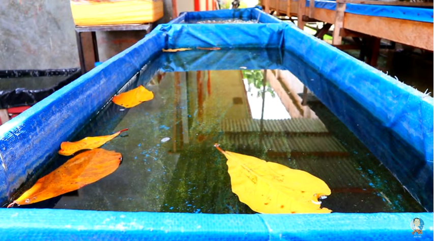 Some Significant Development in the Backyard Farming