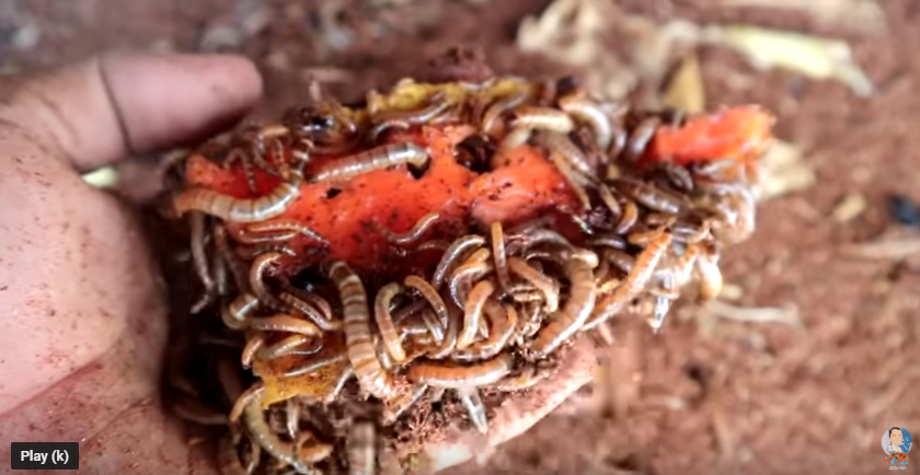 Keeping Fishes Healthy and Happy Made Simple and Enjoyable