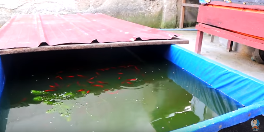 Keeping Fishes Healthy and Happy Made Simple and Enjoyable