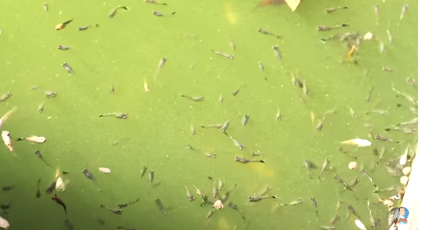 Keeping Fishes Healthy and Happy Made Simple and Enjoyable