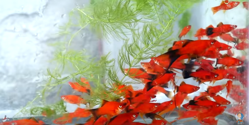 Keeping Fishes Healthy and Happy Made Simple and Enjoyable