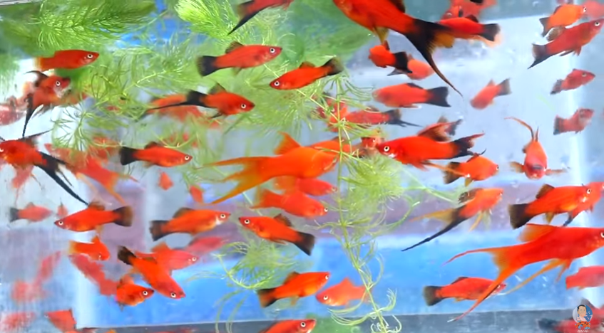 Keeping Fishes Healthy and Happy Made Simple and Enjoyable