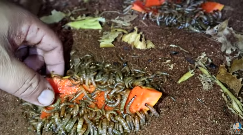 Keeping Fishes Healthy and Happy Made Simple and Enjoyable