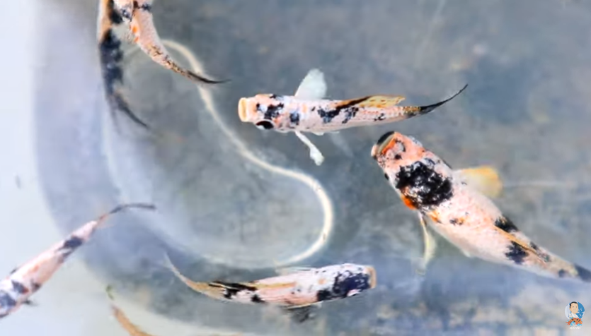 Producing Dalmatian Molly Out of Cross-breeding