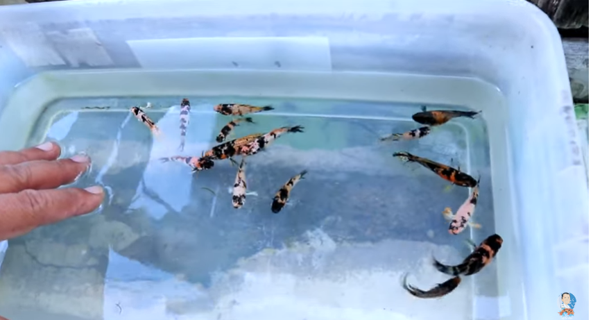 Producing Dalmatian Molly Out of Cross-breeding