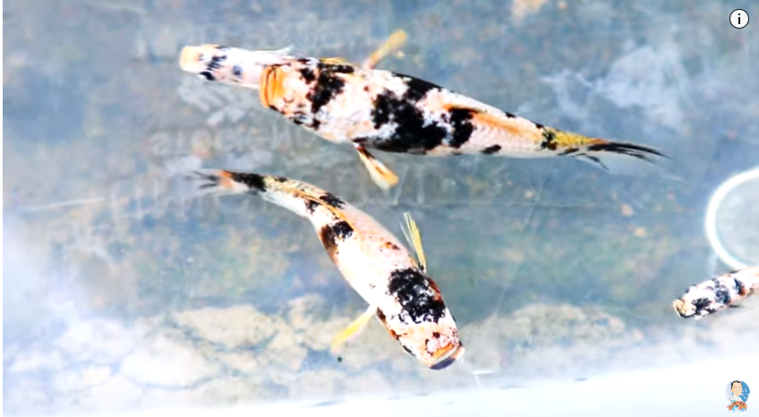 Producing Dalmatian Molly Out of Cross-breeding