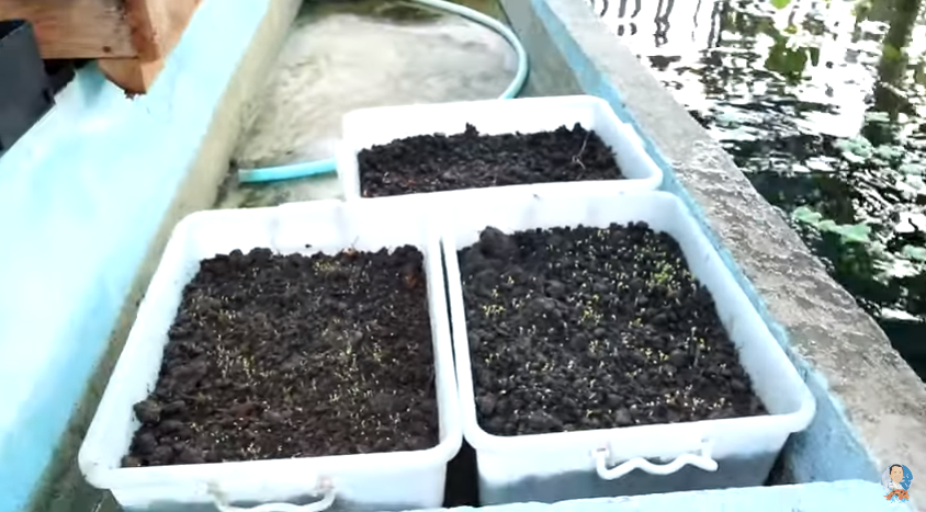 Producing Dalmatian Molly Out of Cross-breeding