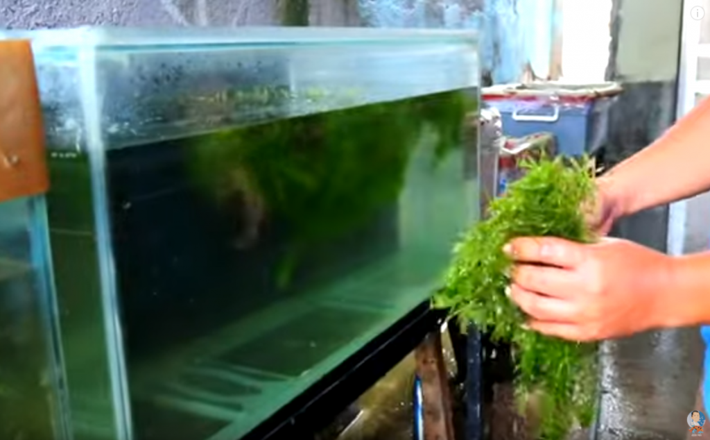 How to Breed Rosy Barb the Effective yet Easy Way