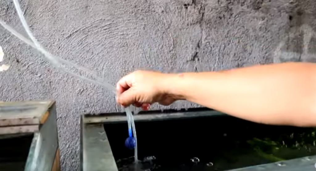 How to Breed Rosy Barb the Effective yet Easy Way