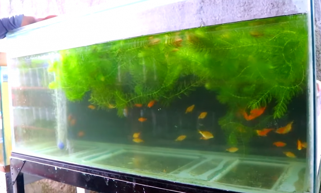 How to Breed Rosy Barb the Effective yet Easy Way