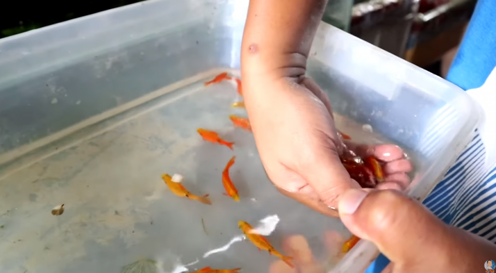 How to Breed Rosy Barb the Effective yet Easy Way