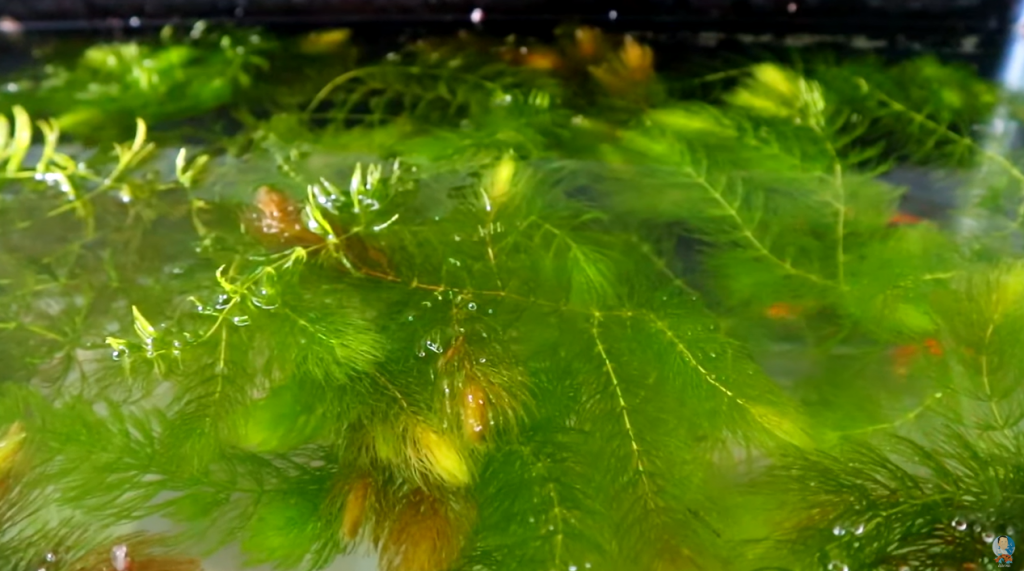 How to Breed Rosy Barb the Effective yet Easy Way