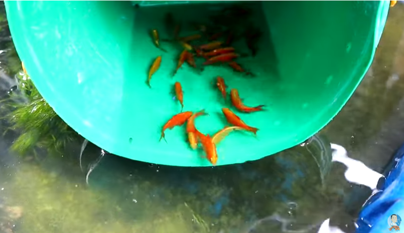 Interesting Things About Breeding Fishes and Aquaponic Gardening