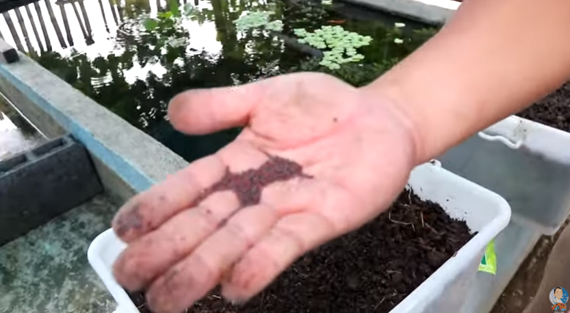 Interesting Things About Breeding Fishes and Aquaponic Gardening