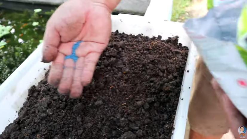 Interesting Things About Breeding Fishes and Aquaponic Gardening