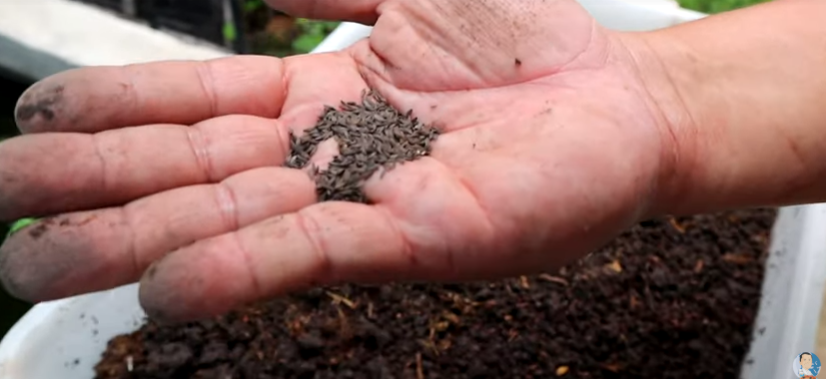 Interesting Things About Breeding Fishes and Aquaponic Gardening