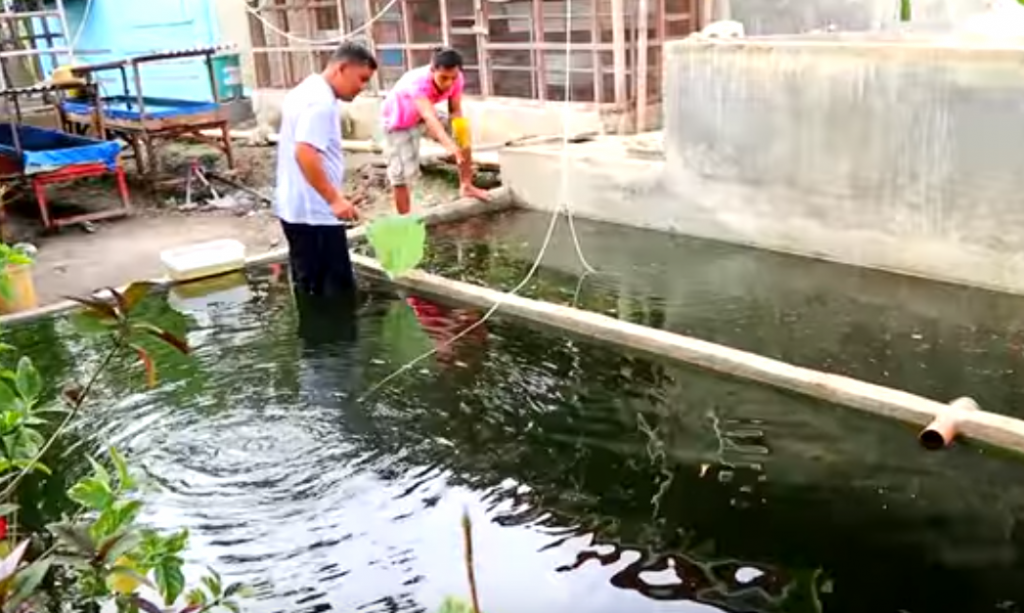 How I Prepare in Breeding Rosy Barb