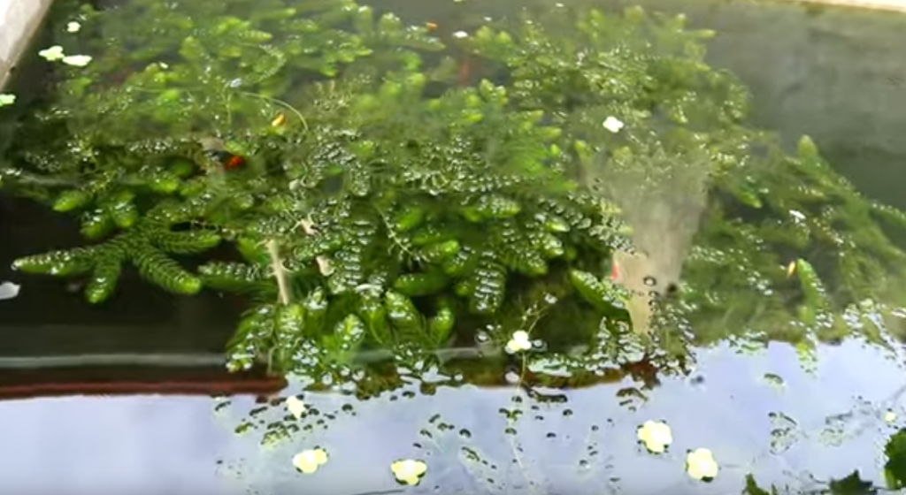 How I Prepare in Breeding Rosy Barb