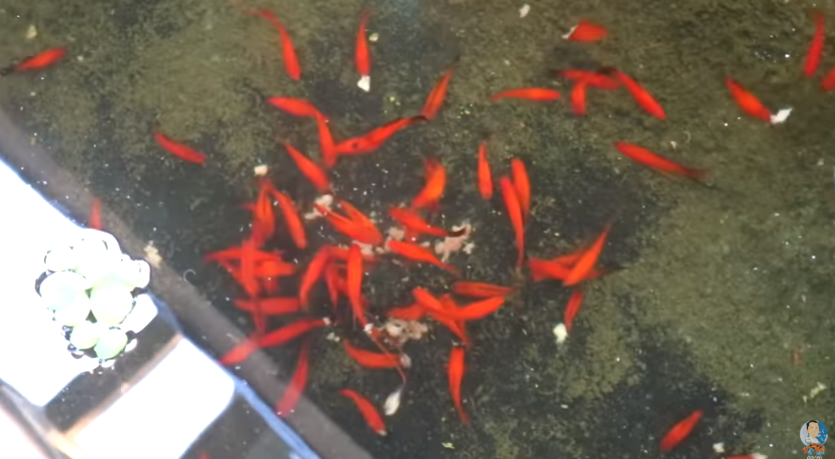 Alternative Protein-Rich Fish Food