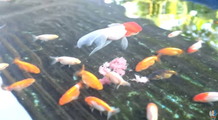 Alternative Protein-Rich Fish Food