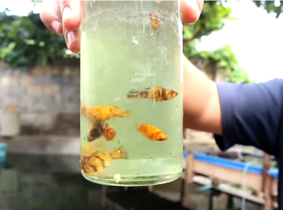 Day in the Life of Pets: A Backyard Farm Update