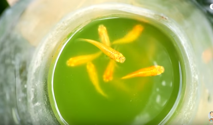 Day in the Life of Pets: A Backyard Farm Update