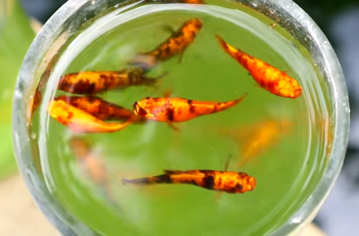 Day in the Life of Pets: A Backyard Farm Update