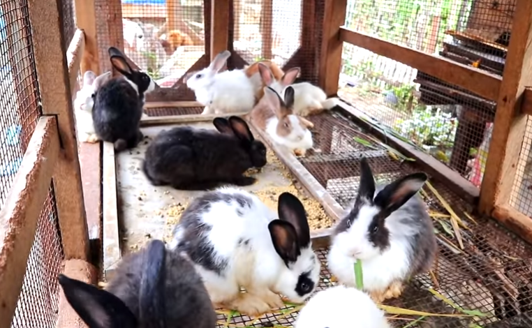 Day in the Life of Pets: A Backyard Farm Update