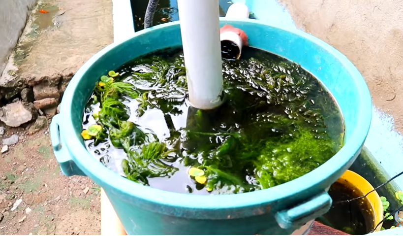 Day in the Life of Pets: A Backyard Farm Update