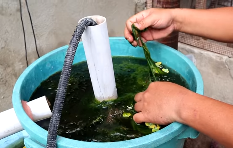 Day in the Life of Pets: A Backyard Farm Update