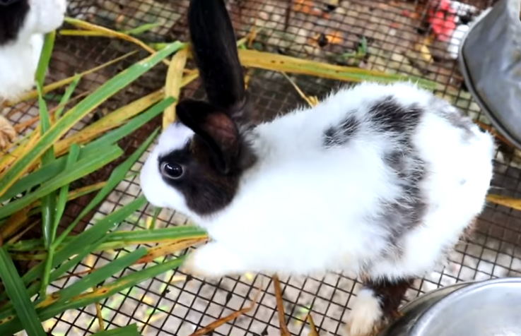 Day in the Life of Pets: A Backyard Farm Update