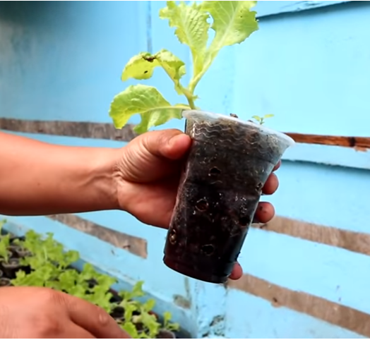 Day in the Life of Pets: A Backyard Farm Update