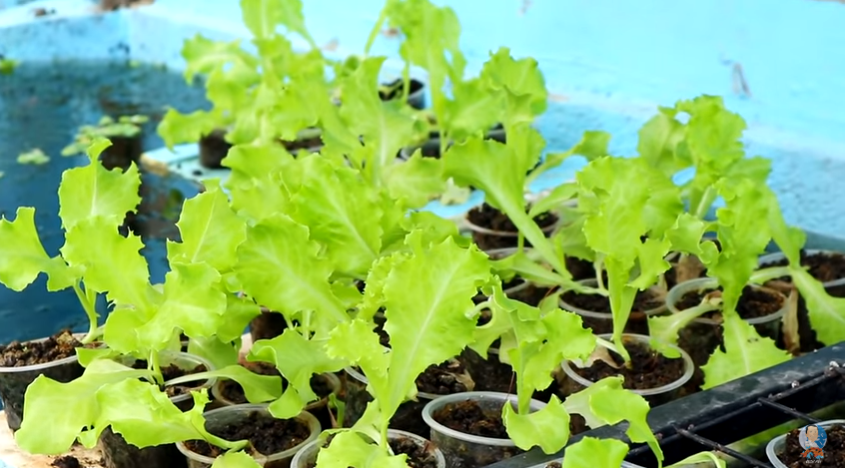 Day in the Life of Pets: A Backyard Farm Update