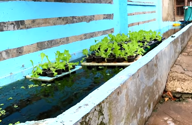 Day in the Life of Pets: A Backyard Farm Update