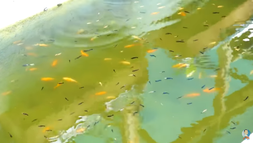 Day in the Life of Pets: A Backyard Farm Update