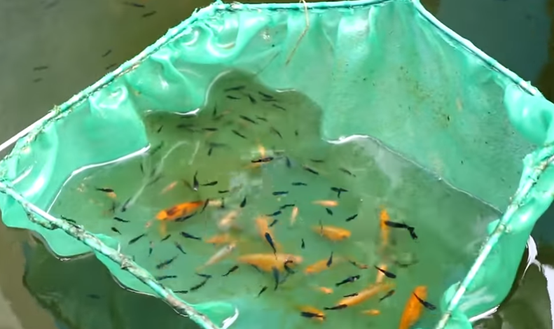 Day in the Life of Pets: A Backyard Farm Update