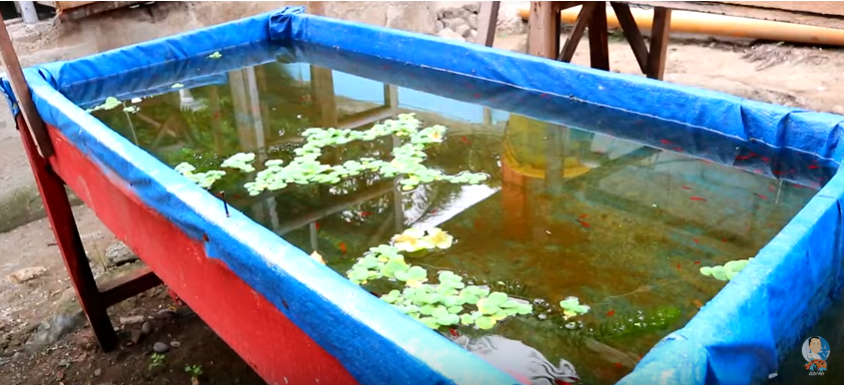 Basics in Shubunkin Breeding