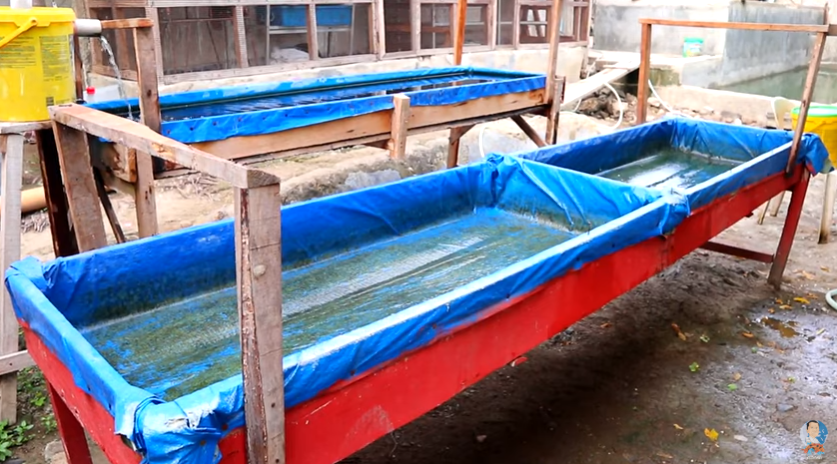 Basics in Shubunkin Breeding