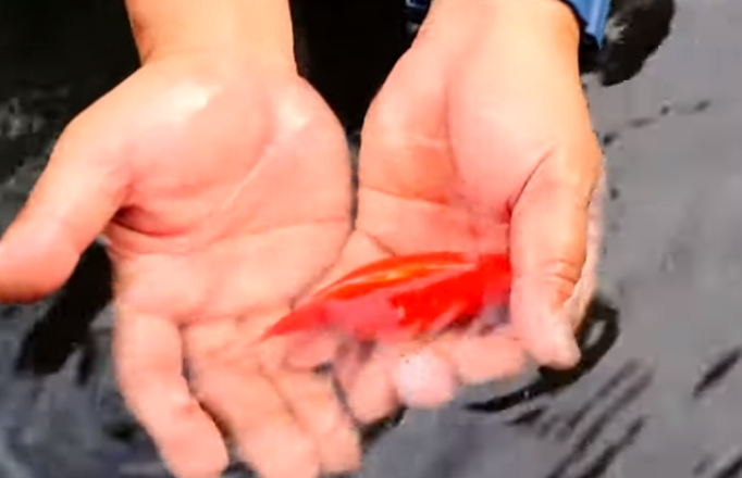 Basics in Shubunkin Breeding