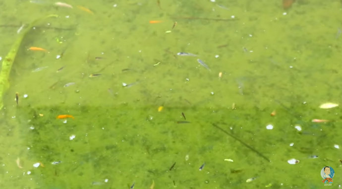 Fish Farm Producing Thousands of Fish